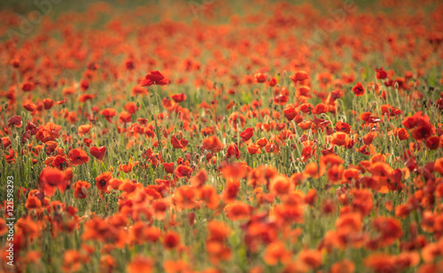 poppy field © Janet