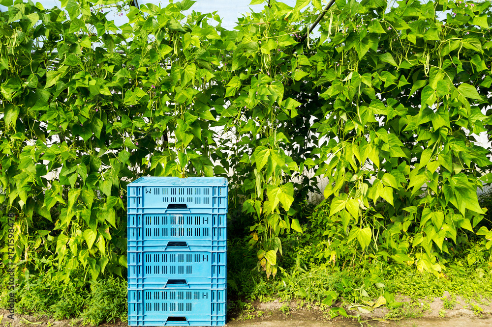 Erntezeit für Bohnen im Gewächshaus StockFoto Adobe Stock