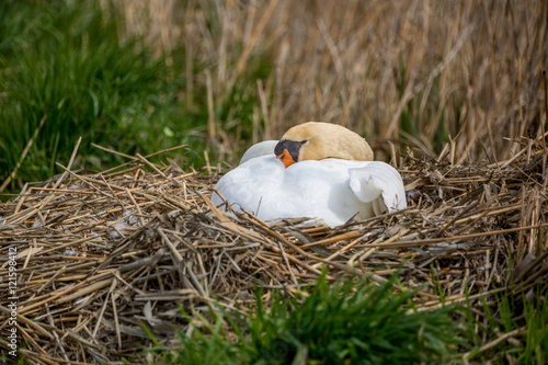 Swan nest photo