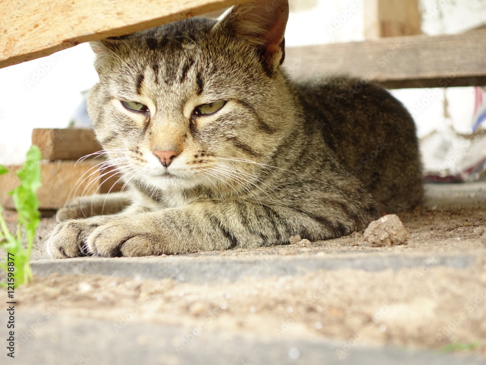 Naklejka premium Уличный кот греется на солнце.