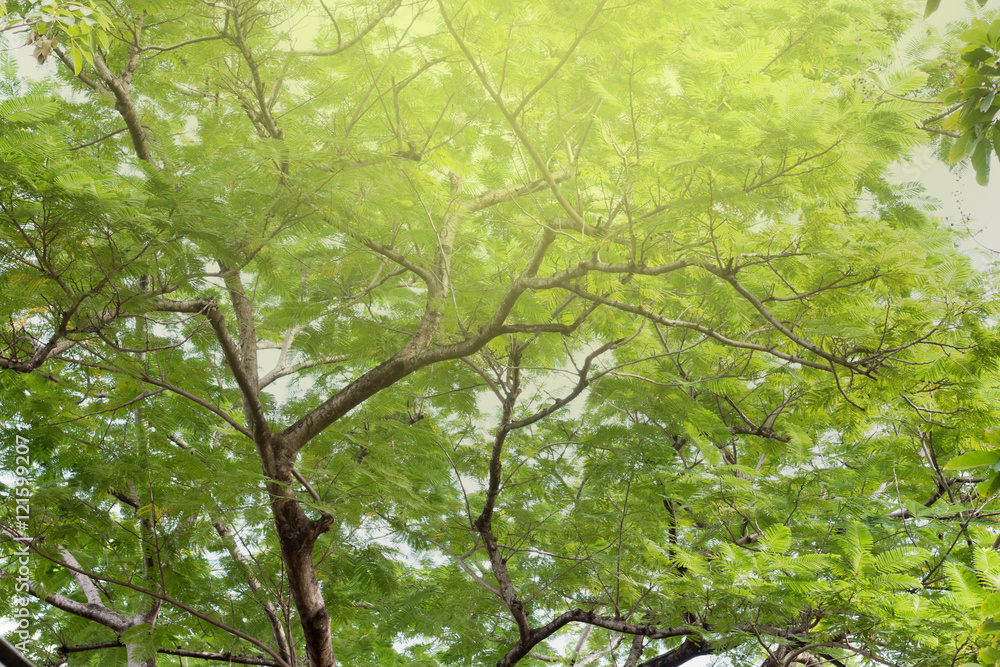 Fototapeta premium green treetop and color flare effect