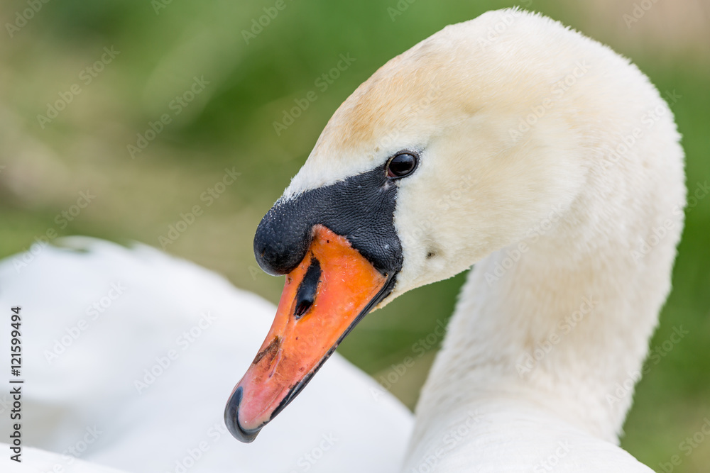 Swan portrait Swan portrait