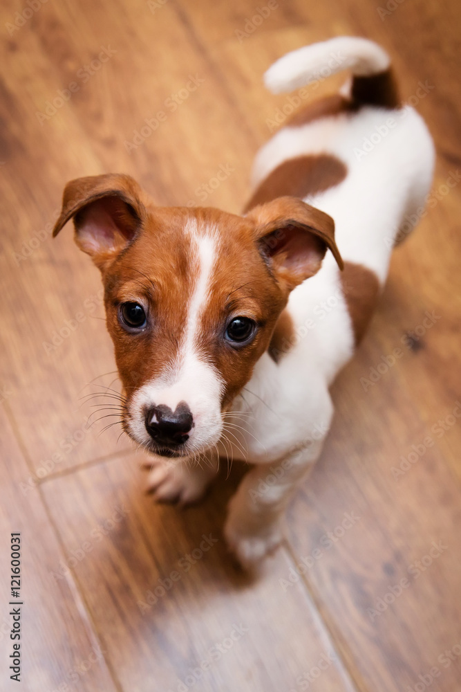 Jack Russell Terrier, puppy