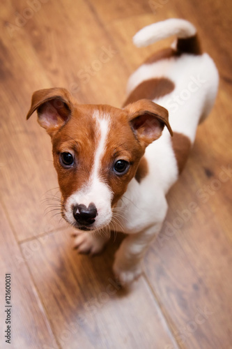 Jack Russell Terrier  puppy