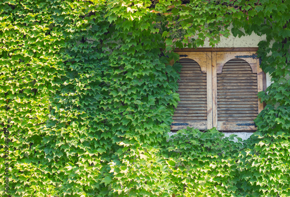 Window behind ivy