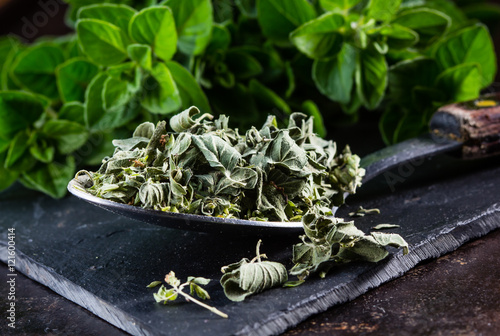 Fresh and dried oregano on black background