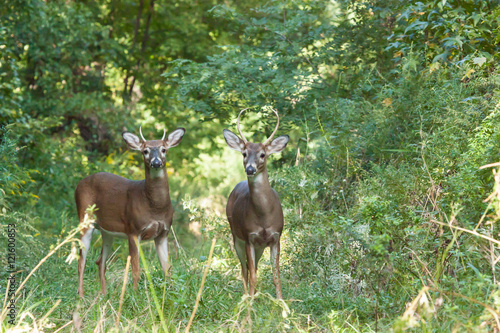 Whitetailed Bucks