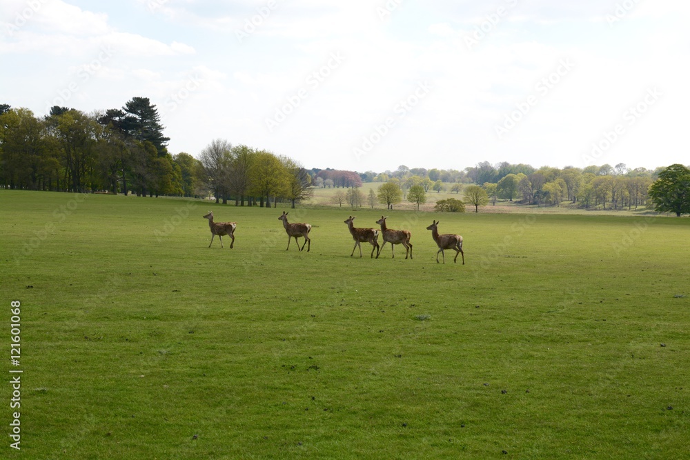 Fototapeta premium Deer at Tatton park, Cheshire