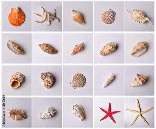 Group of sea shells isolated photo
