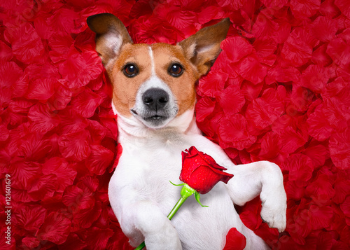 dog love rose valentines © Javier brosch