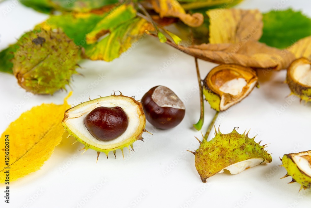 Fresh chestnuts with autumn leaves. Fresh chestnuts with autumn leaves.