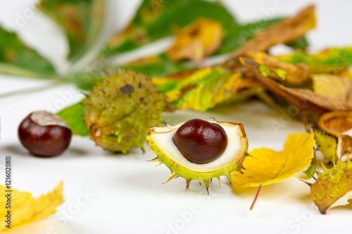 Fresh chestnuts with autumn leaves.