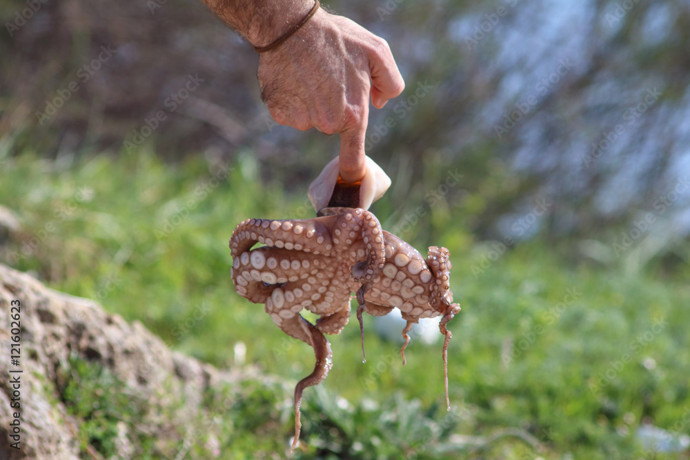 Obraz premium POLPO& POLIPO