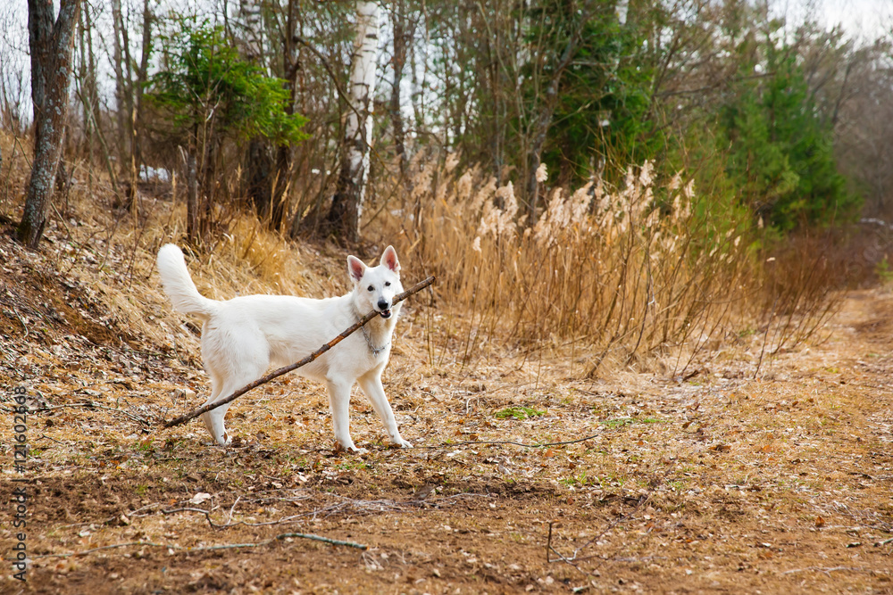 White Swiss shepherd dog playing with stick White Swiss shepherd dog playing with stick