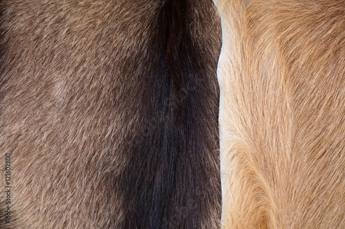 Close Up of cow's skinned genuine natural fur