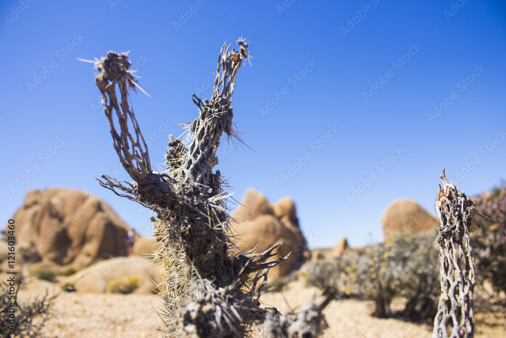 Dead Cactus Dead Cactus
