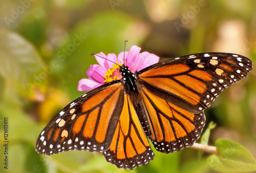 Dorsal view of a female Monarch butterfly in garden