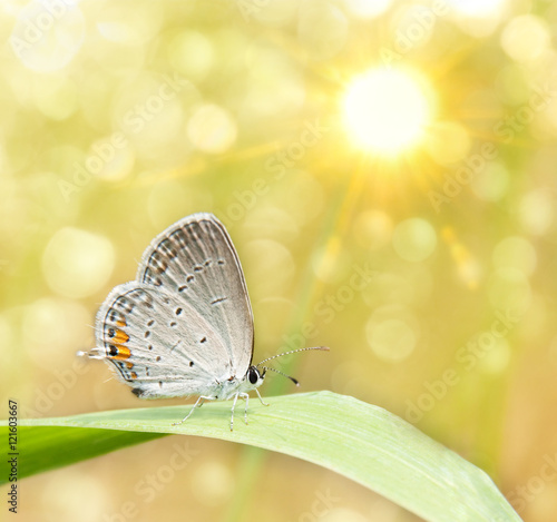 Dreamy image os a Gray Hairstreak butterfly on blade of grass photo