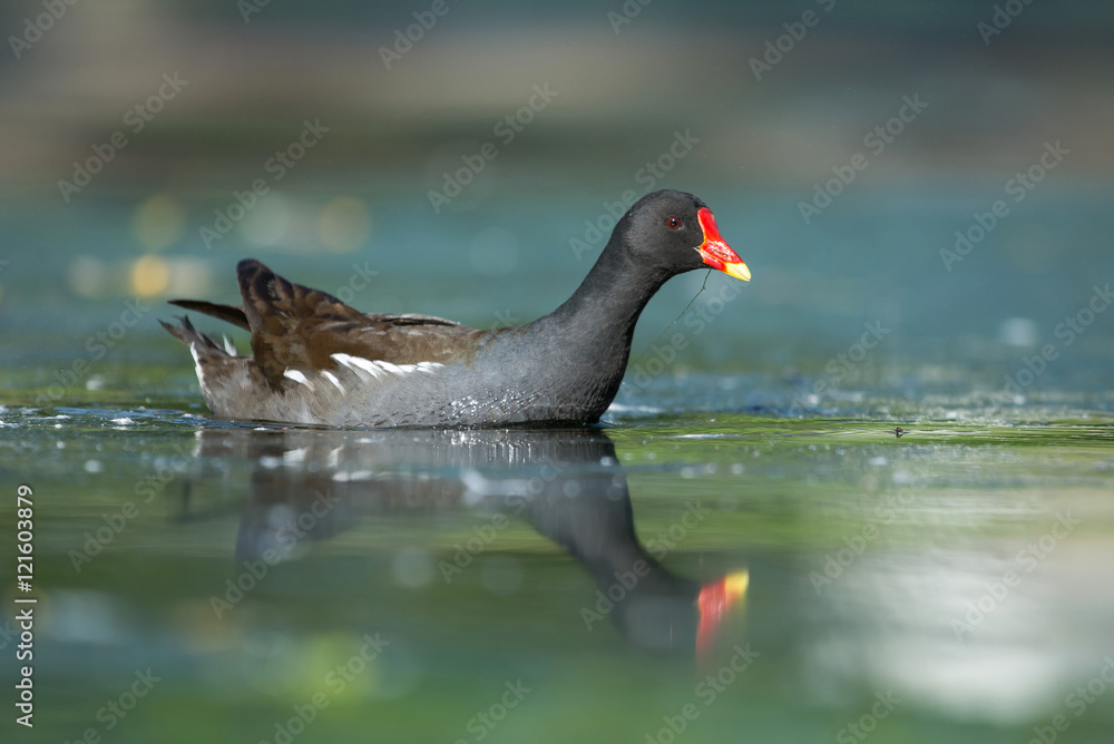 Common Moorhen, Moorhen, Gallinula chloropus Common Moorhen, Moorhen, Gallinula chloropus