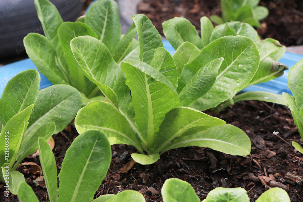 Growth green Cos lettuce informal farm, in the recycle wheel Growth green Cos lettuce informal farm, in the recycle wheel