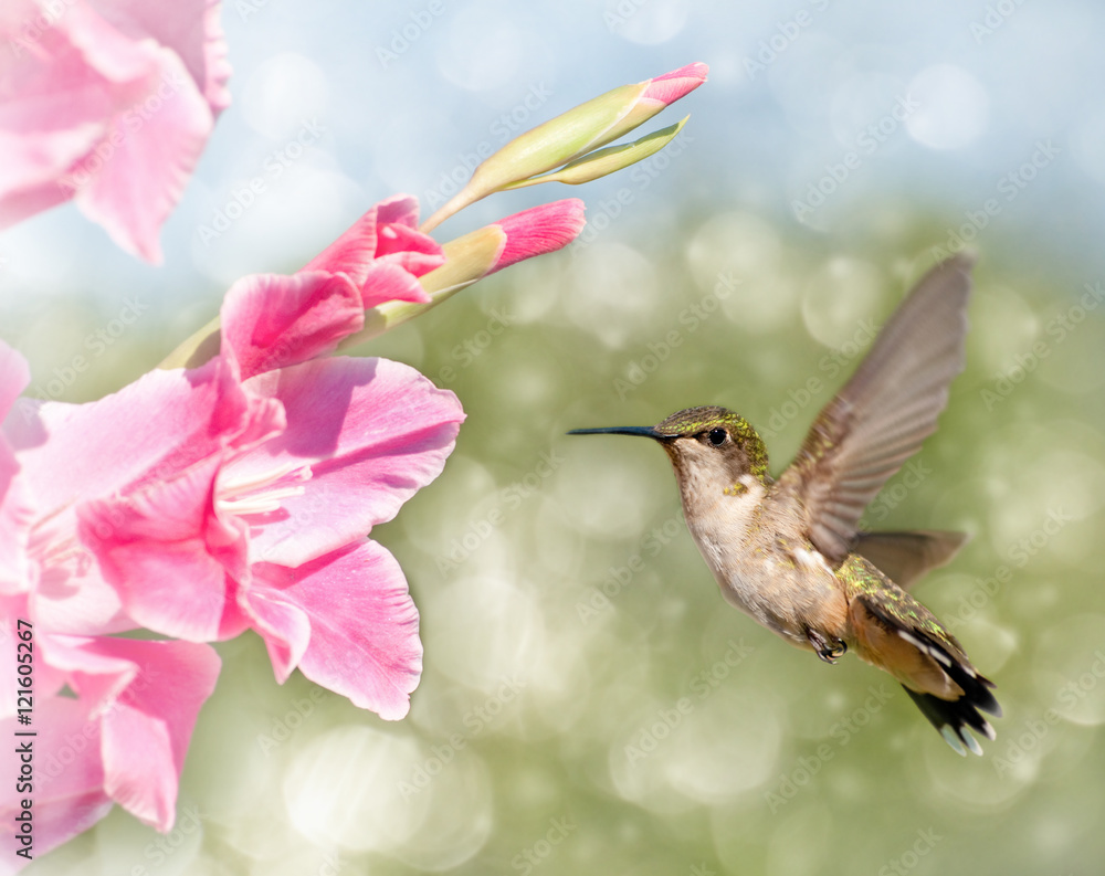 Obraz premium Dreamy image of a Ruby-throated Hummingbird hovering next to a pink Gladiolus flower