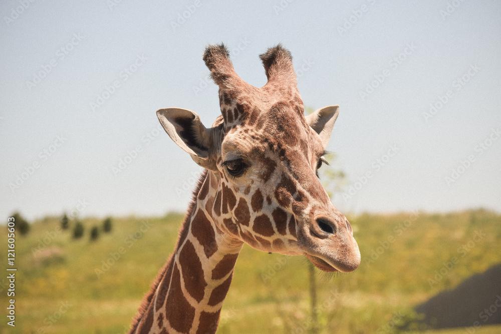 Just Giraffing Around Just Giraffing Around
