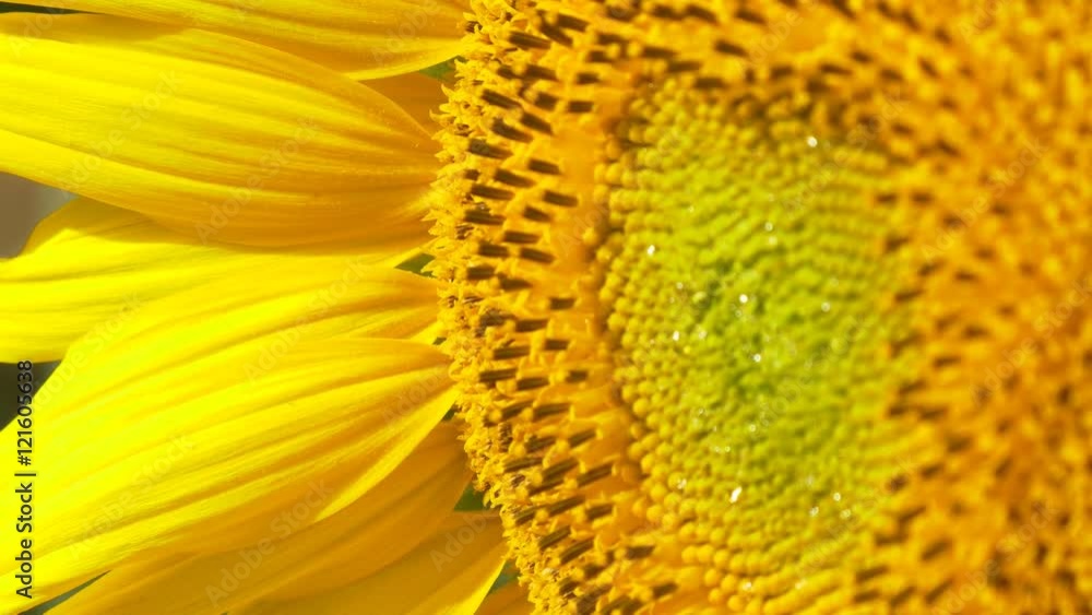 sunflower close up 4k natural energy yellow big flower sun summer time organic natural no GMO non modified genetically pure renewable energy power big petals healthy fresh blue sky bright sunny sunflower close up 4k natural energy yellow big flower sun summer time organic natural no GMO non modified genetically pure renewable energy power big petals healthy fresh blue sky bright sunny