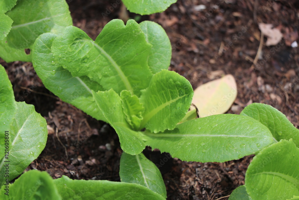 Growth green cos lettuce informal farm, in the recycle wheel