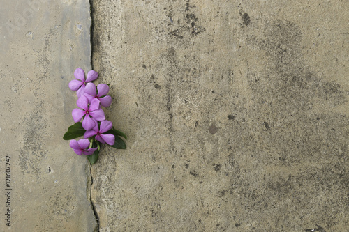 Plant growing through crack in pavement