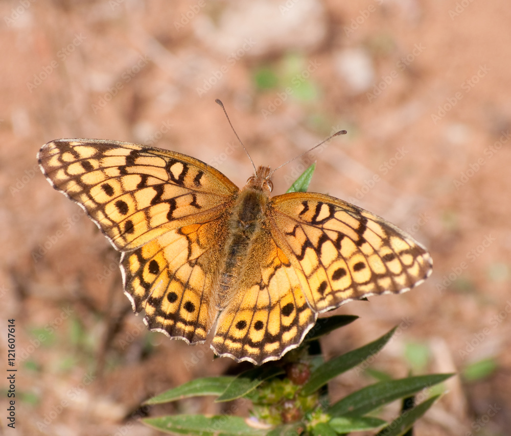 Fototapeta premium Variegated Fritillary, Euptoieta claudia butterfly, feeding on a small wild flower