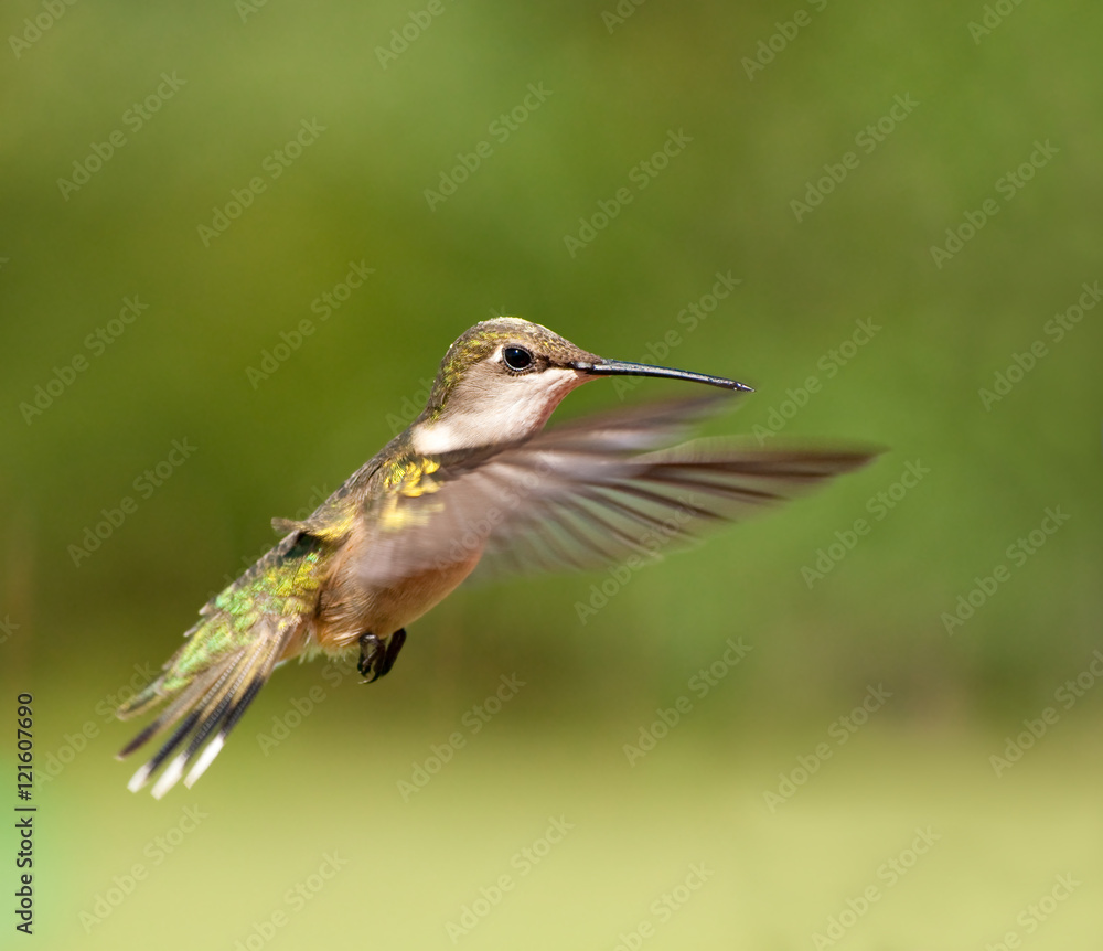 Fototapeta premium Ruby-throated Hummingbird female in flight