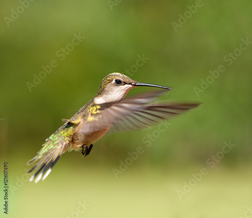 Ruby-throated Hummingbird female in flight
