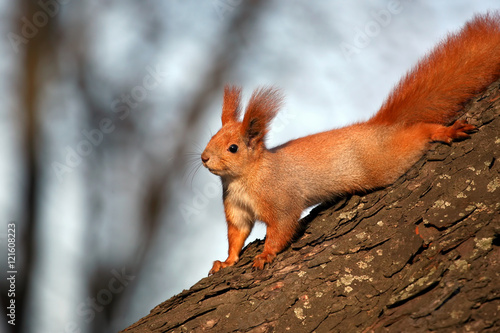 squirrel on the tree in the sunlight