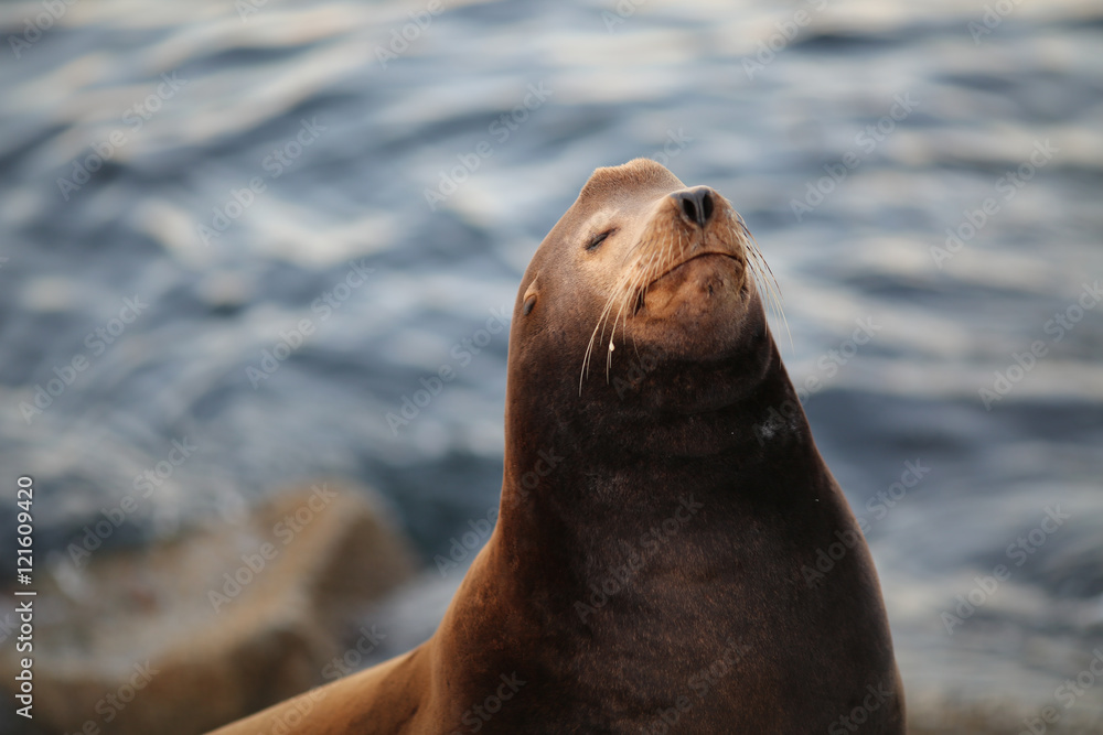 Obraz premium Kalifornischer Seelöwe - Robbe am Wasser