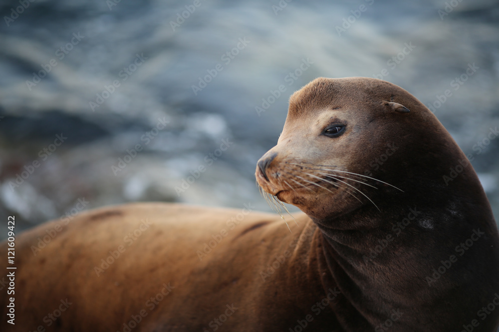 Fototapeta premium Kalifornischer Seelöwe - Robbe am Wasser