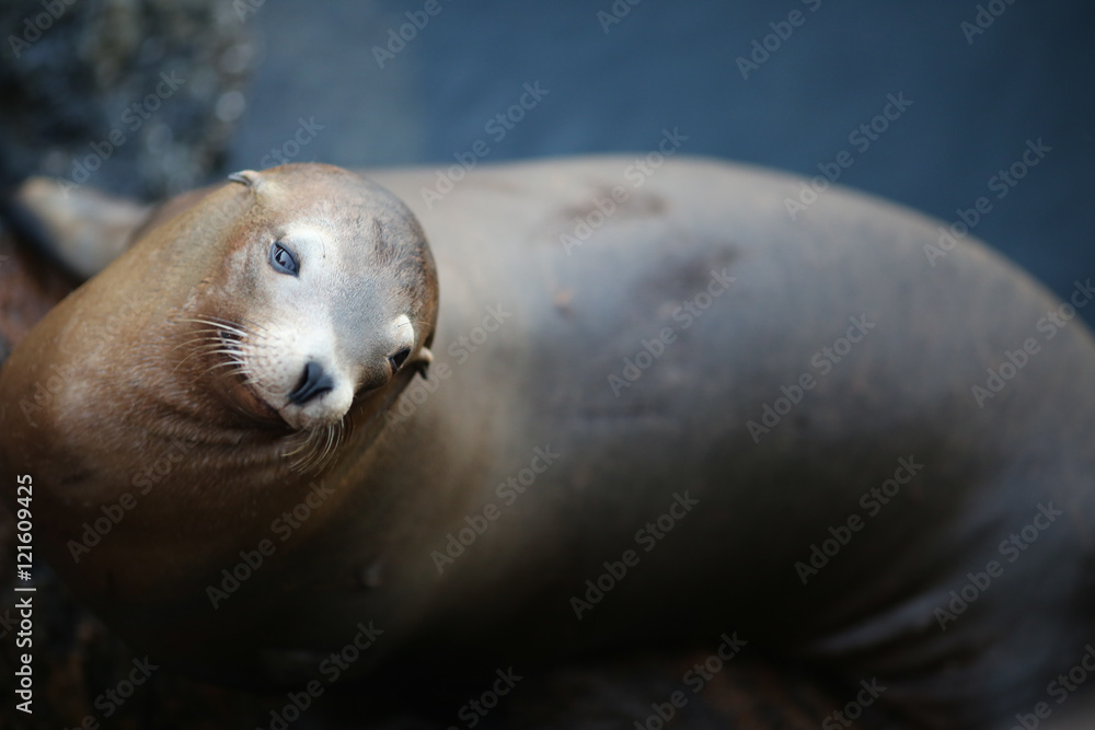 Fototapeta premium Kalifornischer Seelöwe - Robbe am Wasser
