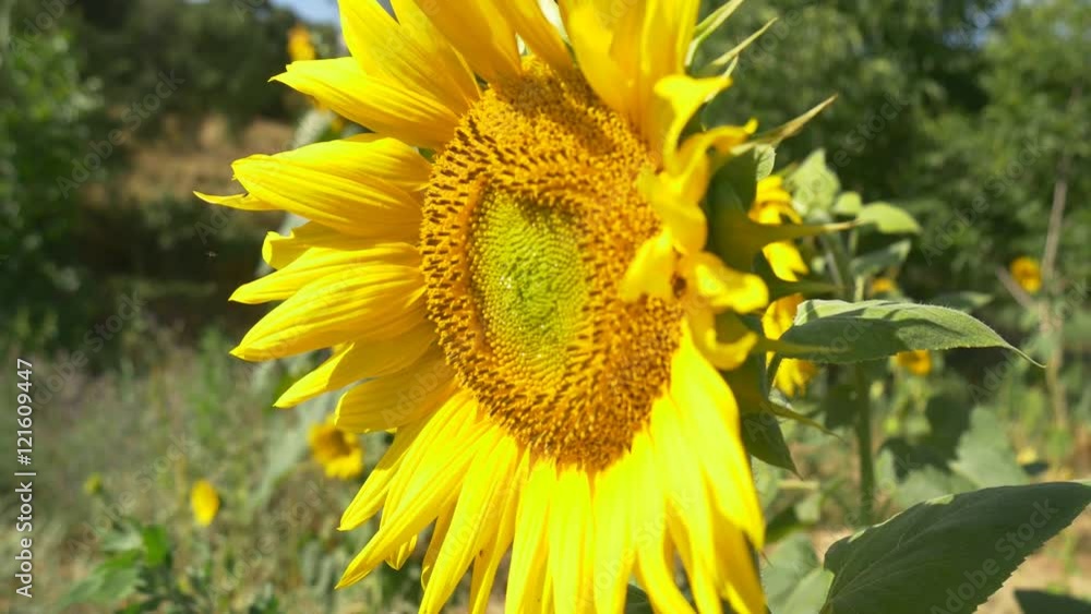 sunflower close up 4k natural energy yellow big flower sun summer time organic natural no GMO non modified genetically pure renewable energy power big petals healthy fresh blue sky bright sunny sunflower close up 4k natural energy yellow big flower sun summer time organic natural no GMO non modified genetically pure renewable energy power big petals healthy fresh blue sky bright sunny