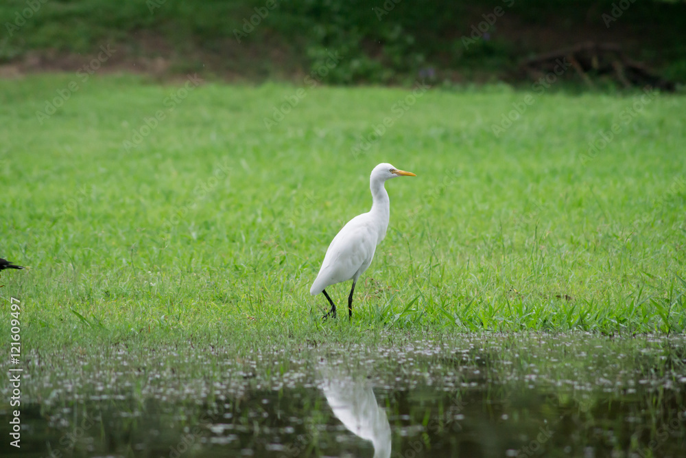 Fototapeta premium egret the animals living day.