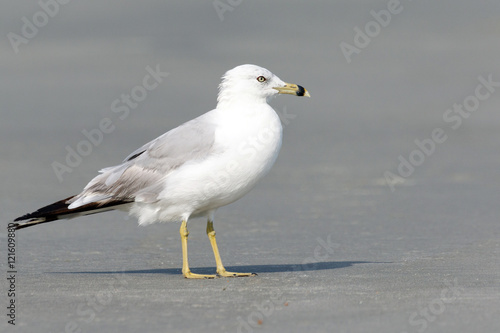 Close up of one seagull on the beach
