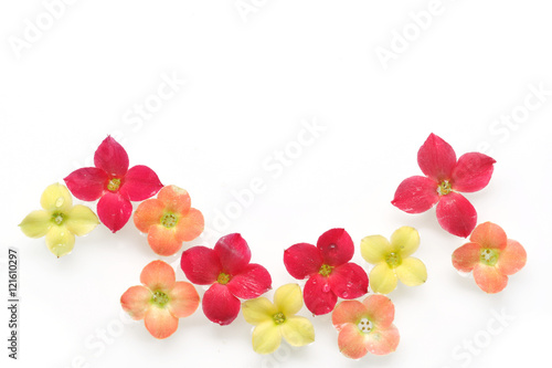 фотографія colorful kalanchoe flower background