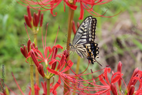 赤いヒガンバナの花の蜜を吸うアゲハチョウ