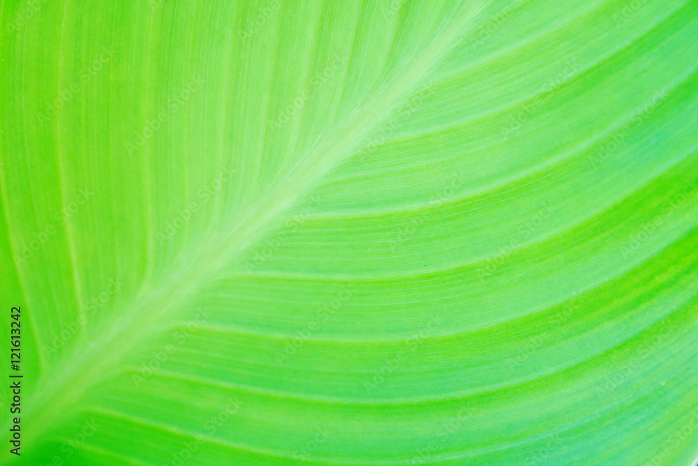 abstract green leaf texture background closeup abstract green leaf texture background closeup