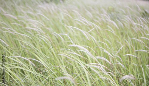 flower grass background