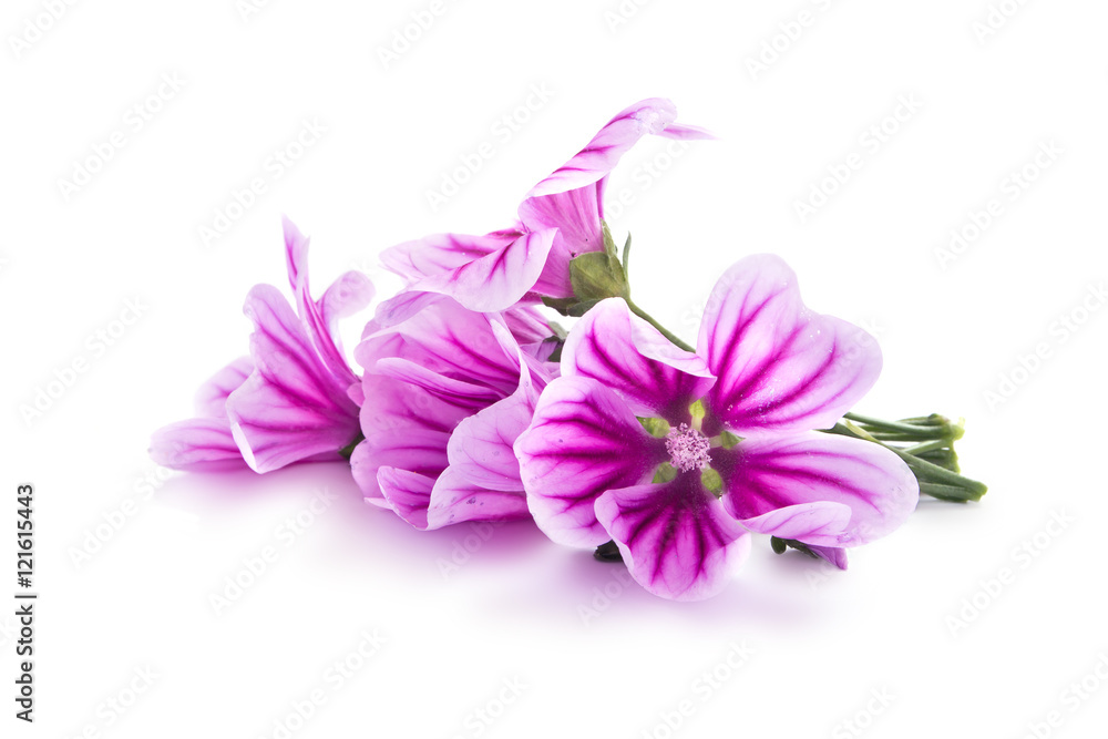 Garden flower Lavatera Garden flower Lavatera