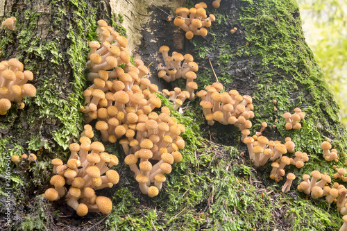 Honey fungus forest