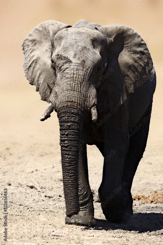 Elephant bull walking away after having a refreshing drink.  Loxodonta africana