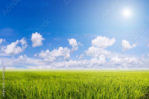 Rice field green grass with blue sky cloud cloudy in thailand  l