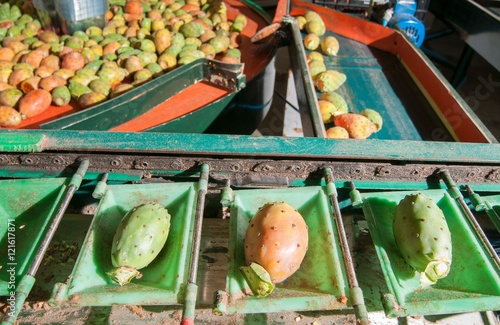 Just picked and dethorned prickly pears in the conveyor belt for the automatic calibrating process photo