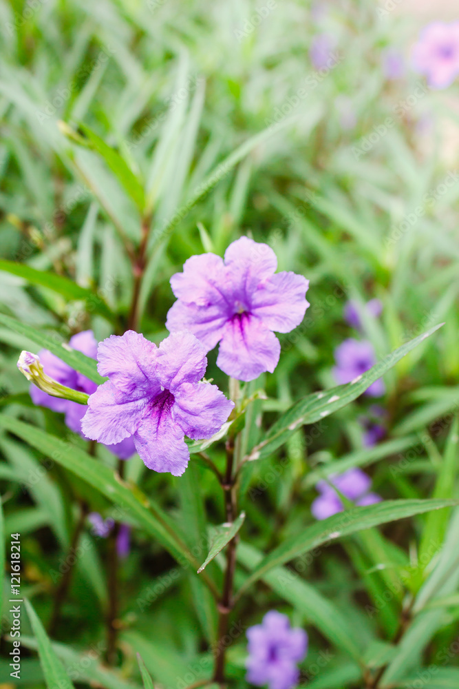 Purple flowers or Ruellia tuberosa Linn, Popping pod, Toi ting (