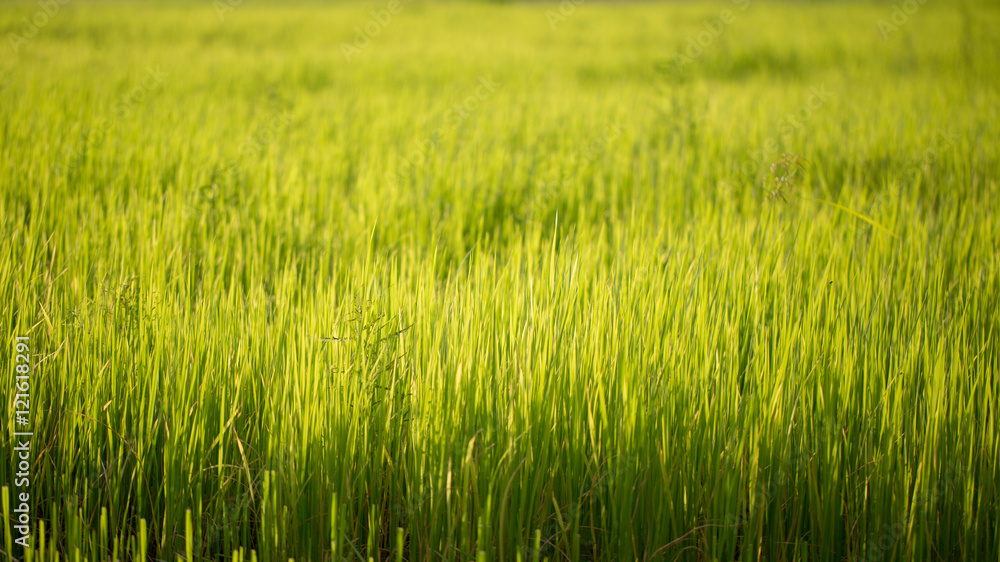 Green rice fields are progressively grow. Green rice fields are progressively grow.